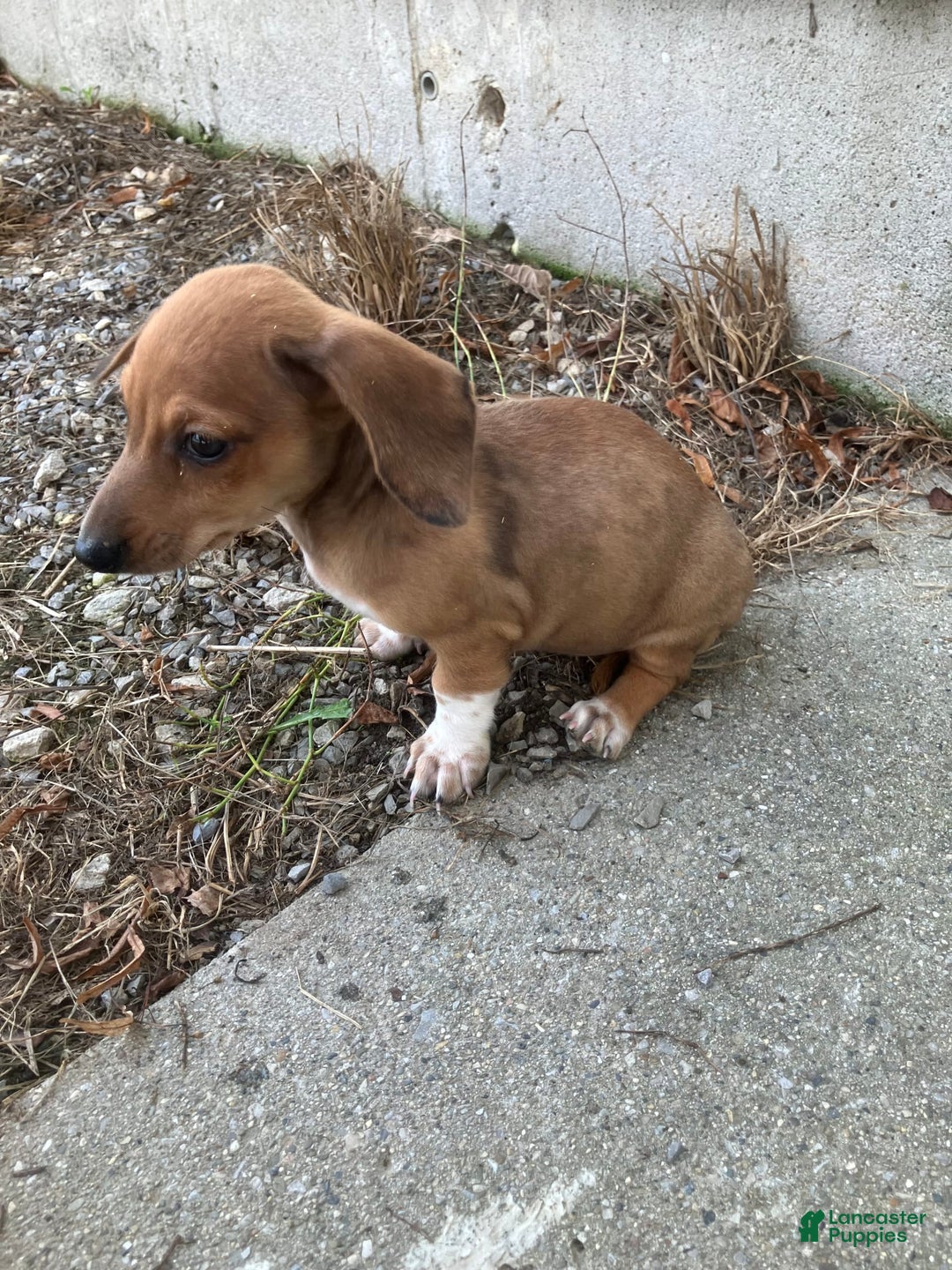 Miniature Dachshund dogs for sale: James - Image 2