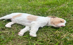 Goldendoodle dogs for sale: Cookie - Image 3