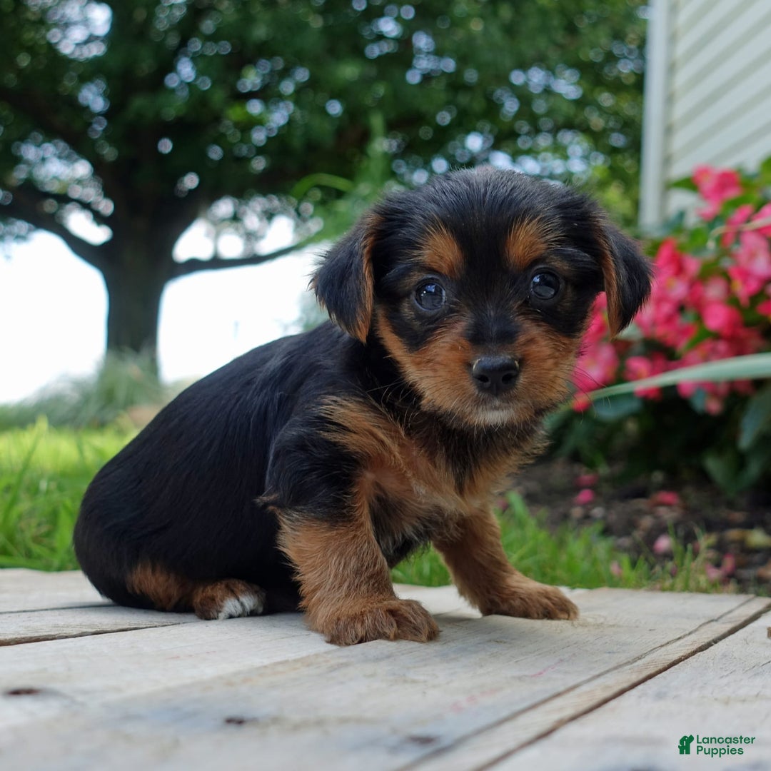 Yorkshire Terrier dogs for sale: Leo - Image 1