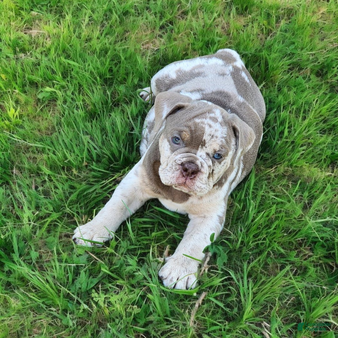 English Bulldog dogs for sale: Pebbles - Image 11