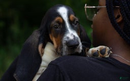 Basset Hound dogs for sale: Jasper - Image 5