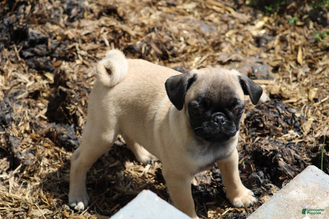 Pug dogs for sale: Pug 3 puppies - Image 7