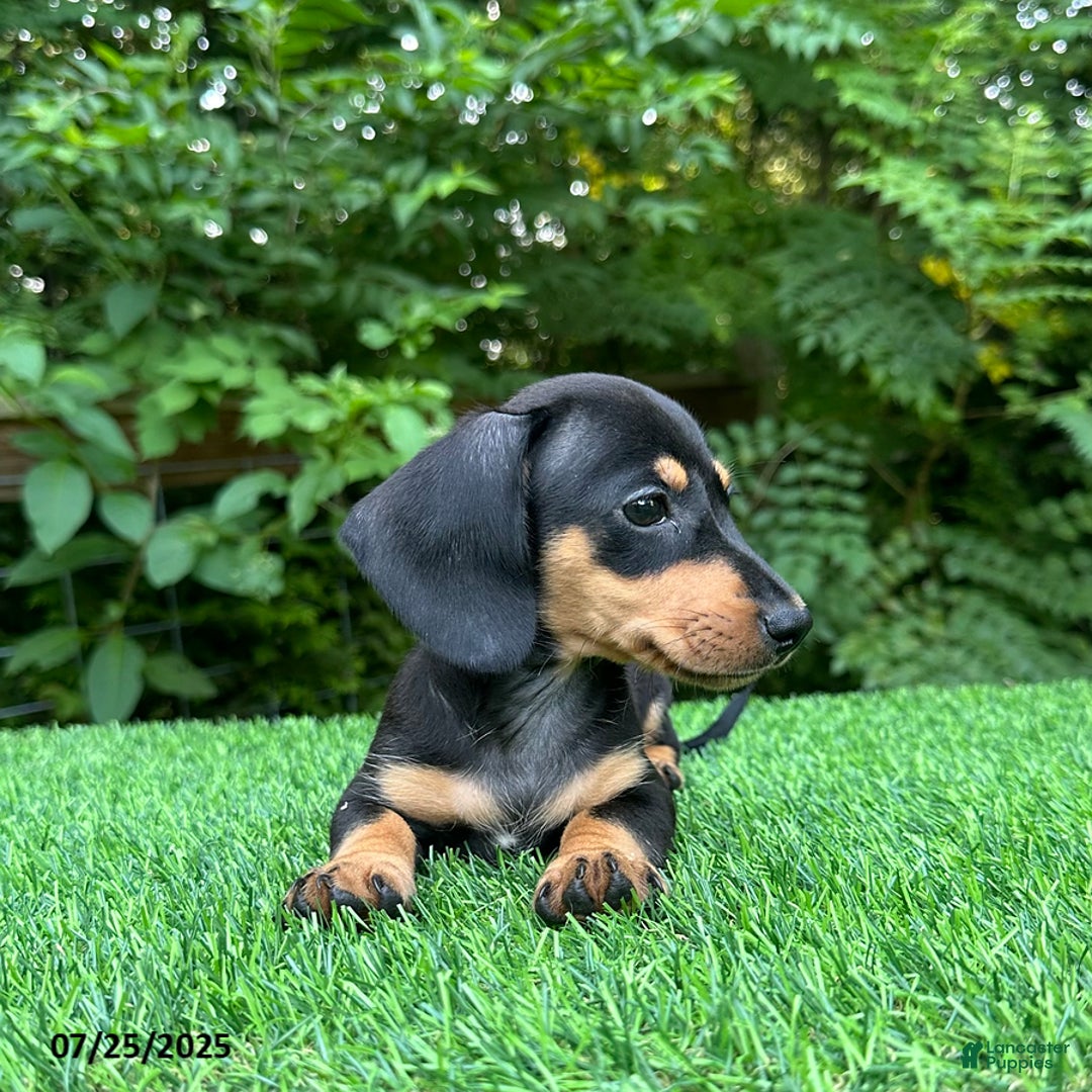 Miniature Dachshund dogs for sale: Miniature Dachshund 5 puppies - Image 2