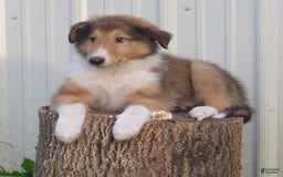Collie dogs for sale: Archie - Image 1