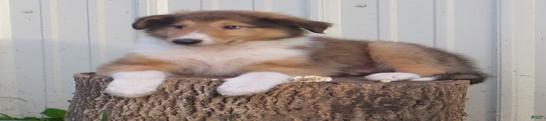 Archie