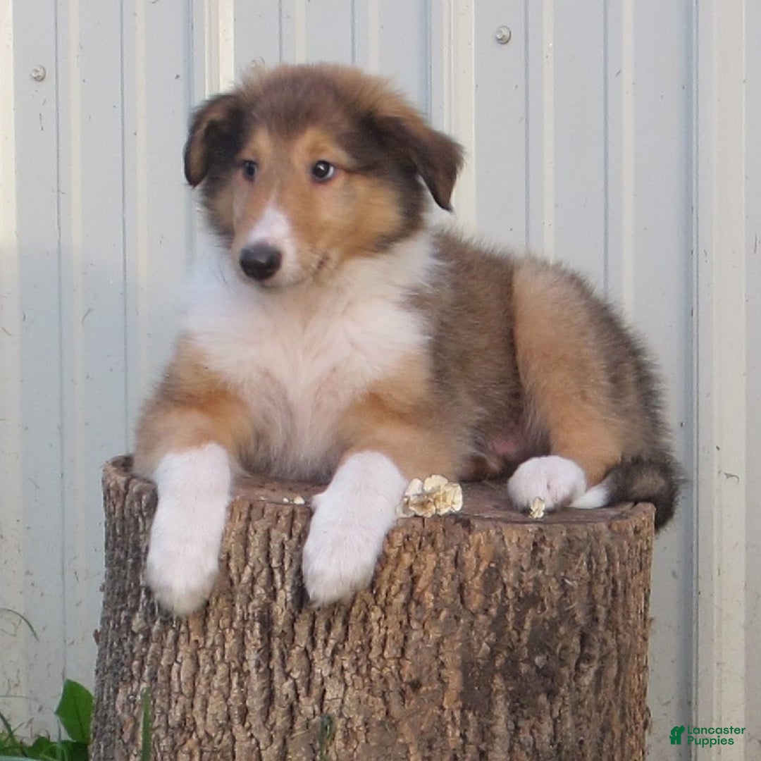 Collie dogs for sale: Archie - Image 1
