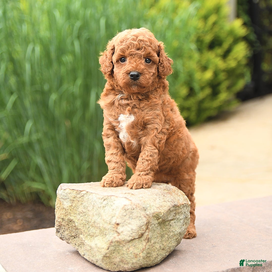 Cockapoo dogs for sale: Maple - Image 3