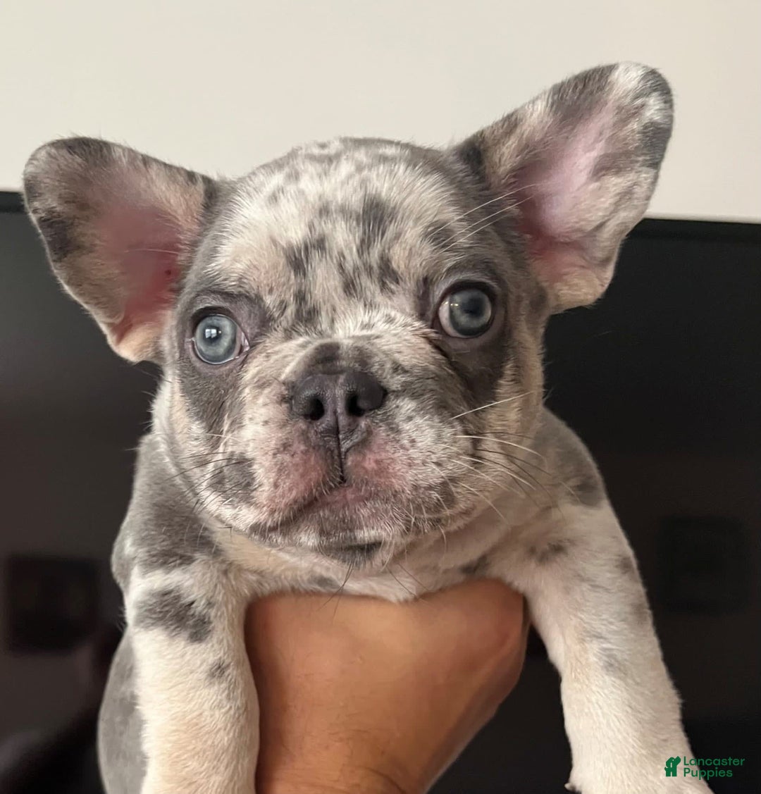 French Bulldog dogs for sale: Scarface - Image 1