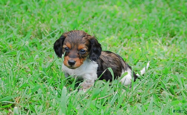 Dachshund dogs for sale - Ad 5