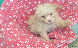 Aussiedoodle dogs for sale: CARMEL - Image 5