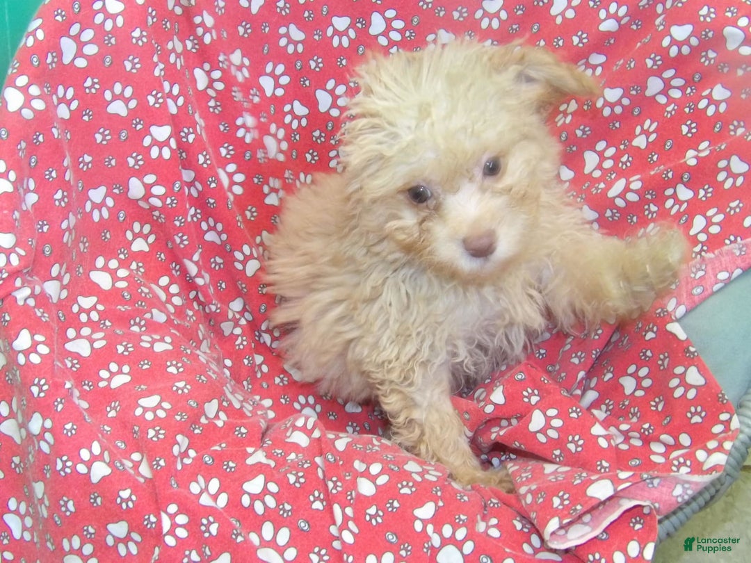Aussiedoodle dogs for sale: CARMEL - Image 5