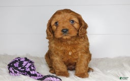 Cavapoo dogs for sale: Mitt - Image 9