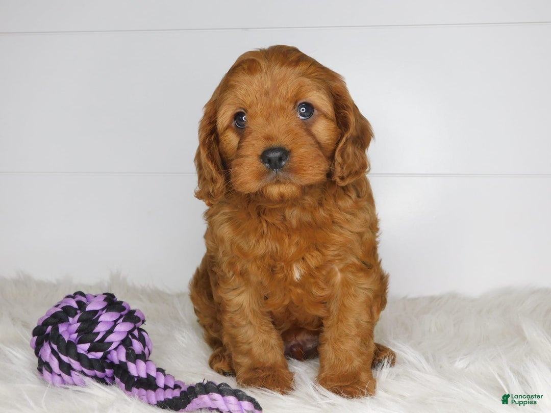Cavapoo dogs for sale: Mitt - Image 9