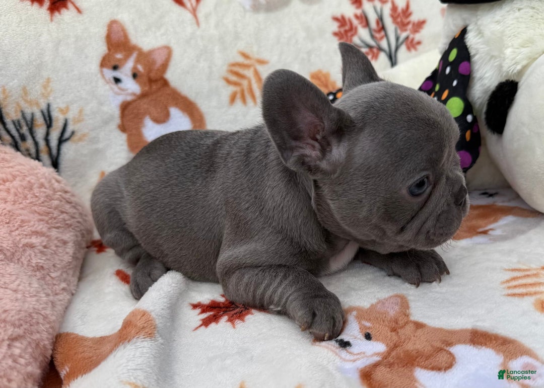 French Bulldog dogs for sale: Chanel - Image 2