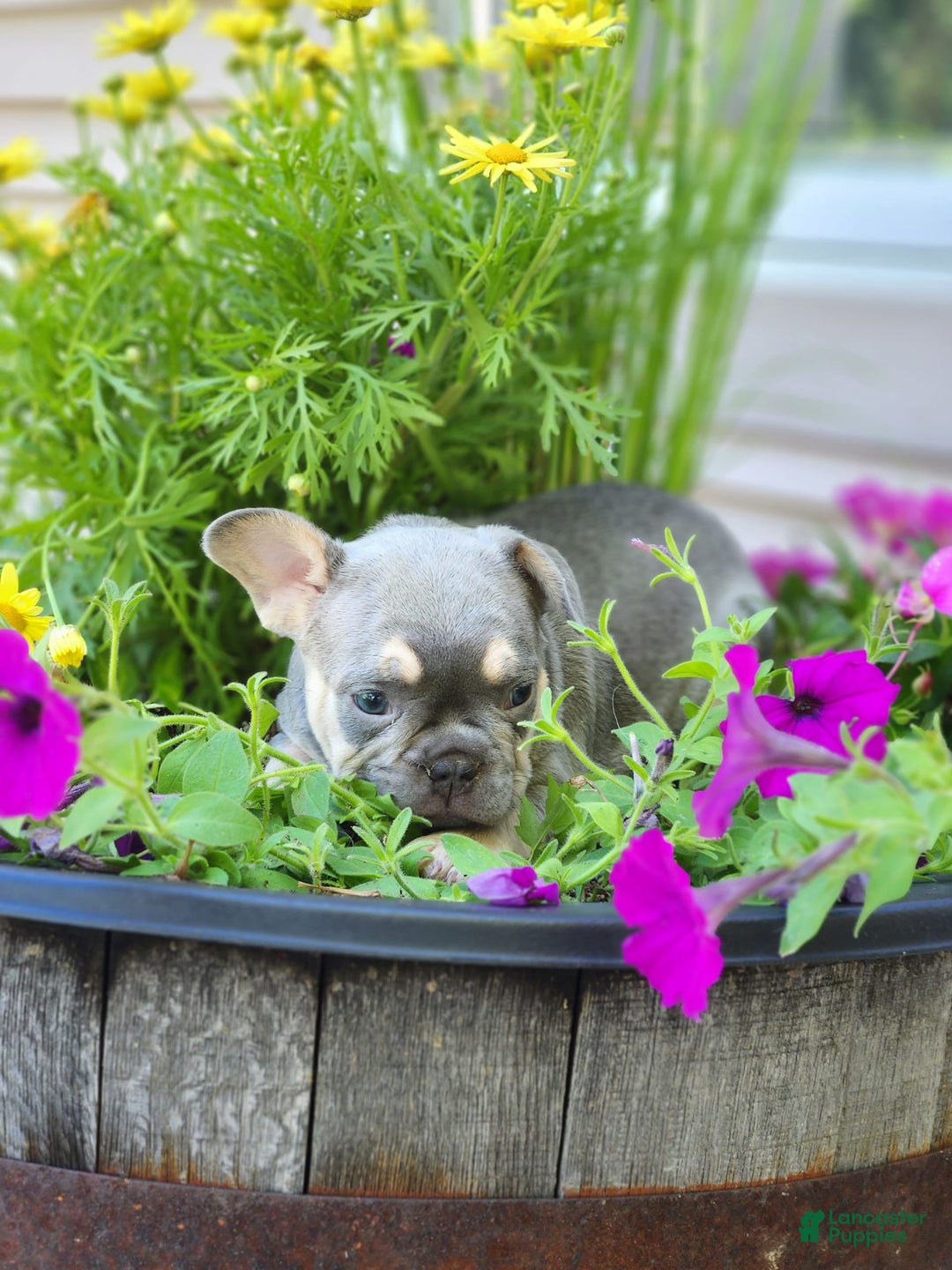 French Bulldog dogs for sale: Max - Image 5