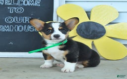 Welsh Corgi Pembroke dogs for sale: Major - Image 1