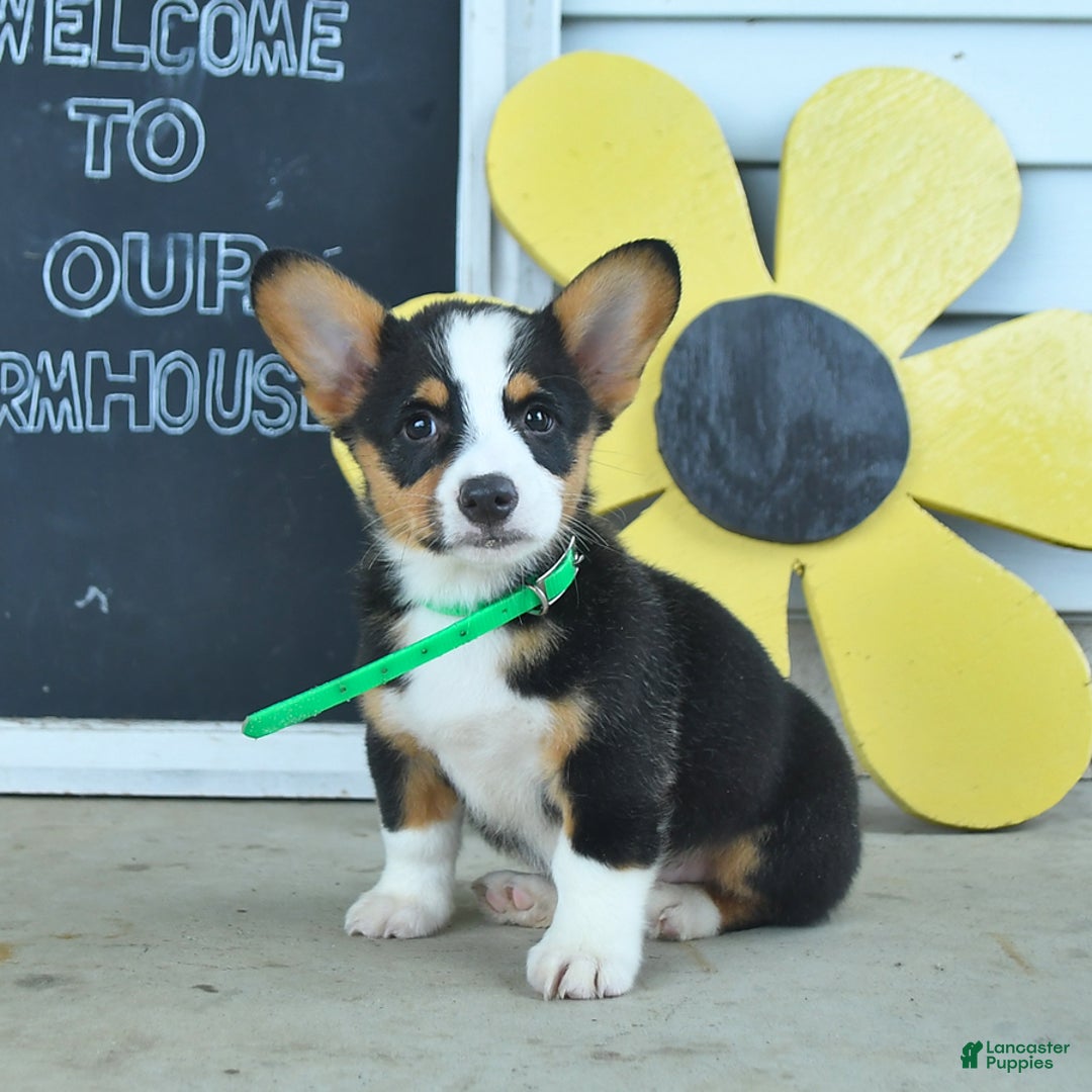 Welsh Corgi Pembroke dogs for sale: Major - Image 1
