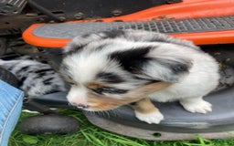 Australian Shepherd dogs for sale: Stubbs Mcgee - Image 4
