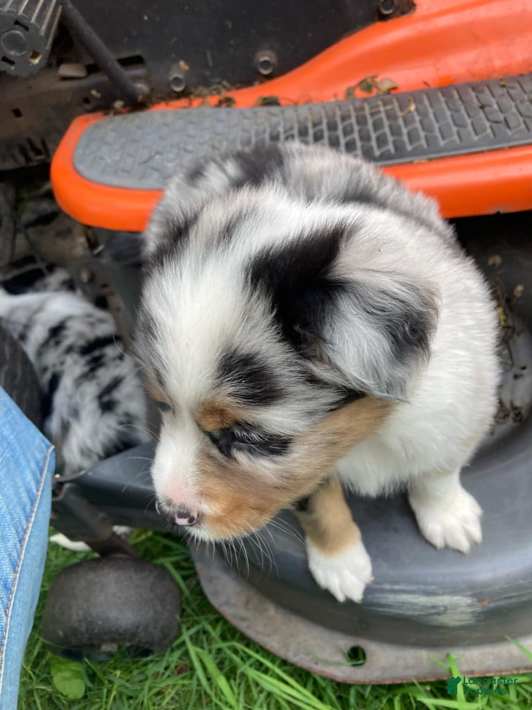 Australian Shepherd dogs for sale: Stubbs Mcgee - Image 4