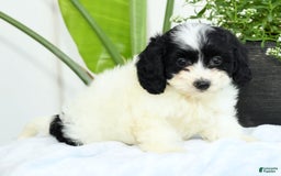 Cavapoo dogs for sale: Gloria - Image 8