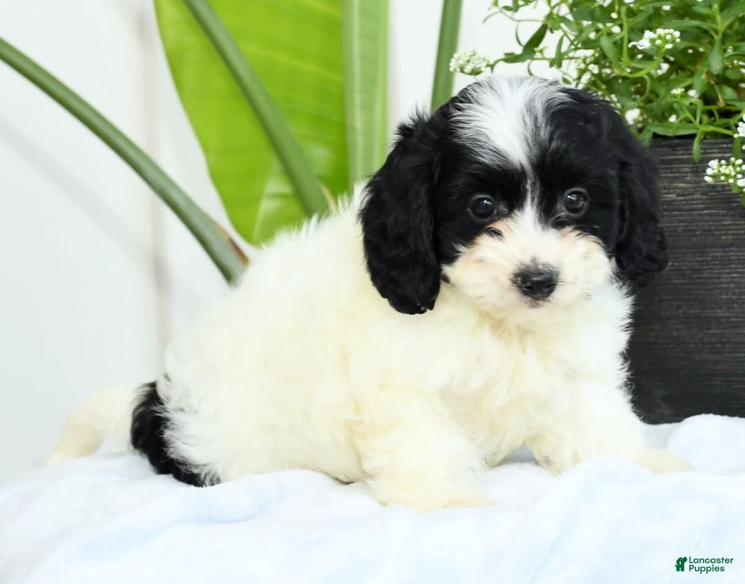 Cavapoo dogs for sale: Gloria - Image 8