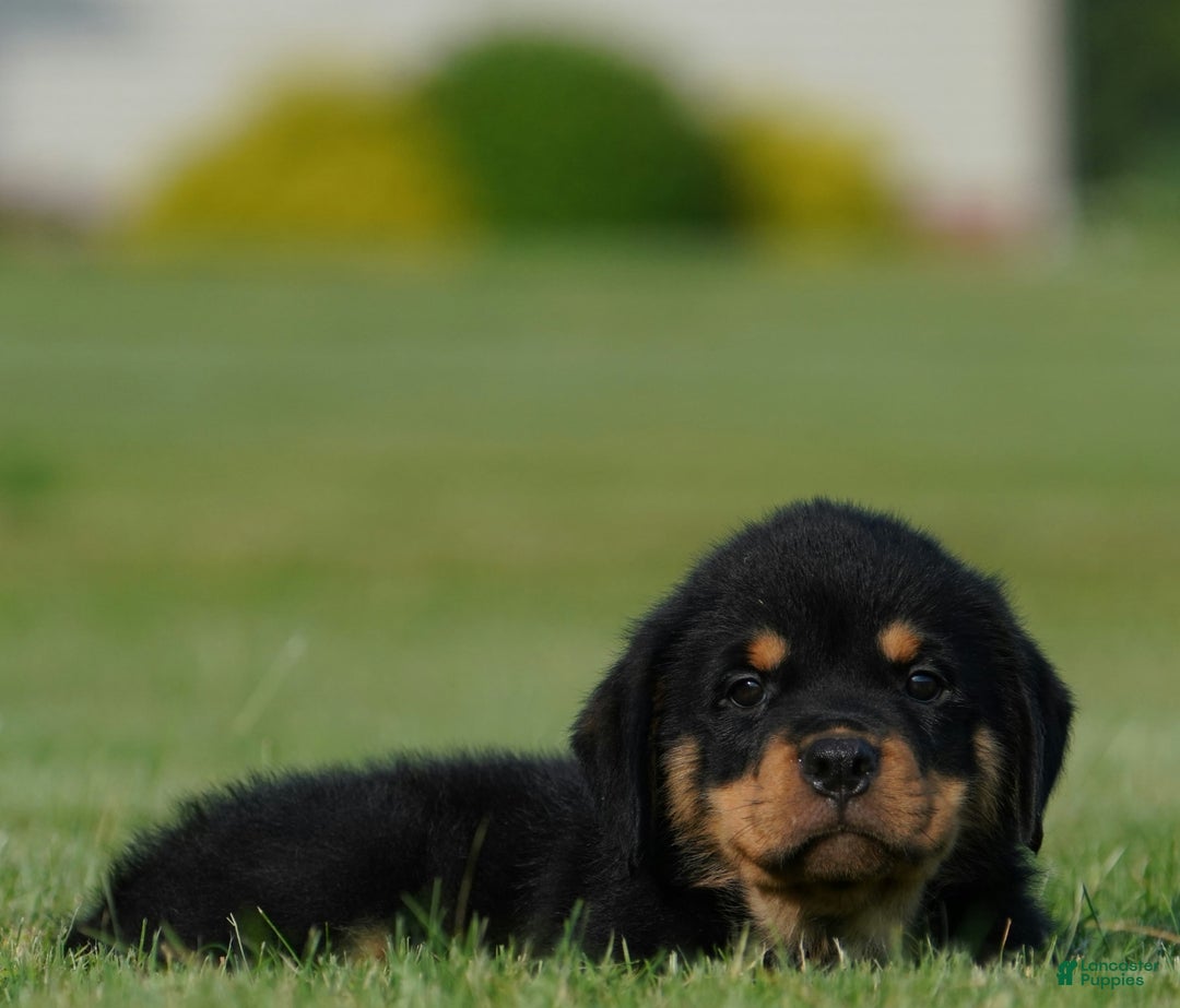Rottweiler dogs for sale: Oscar - Image 3