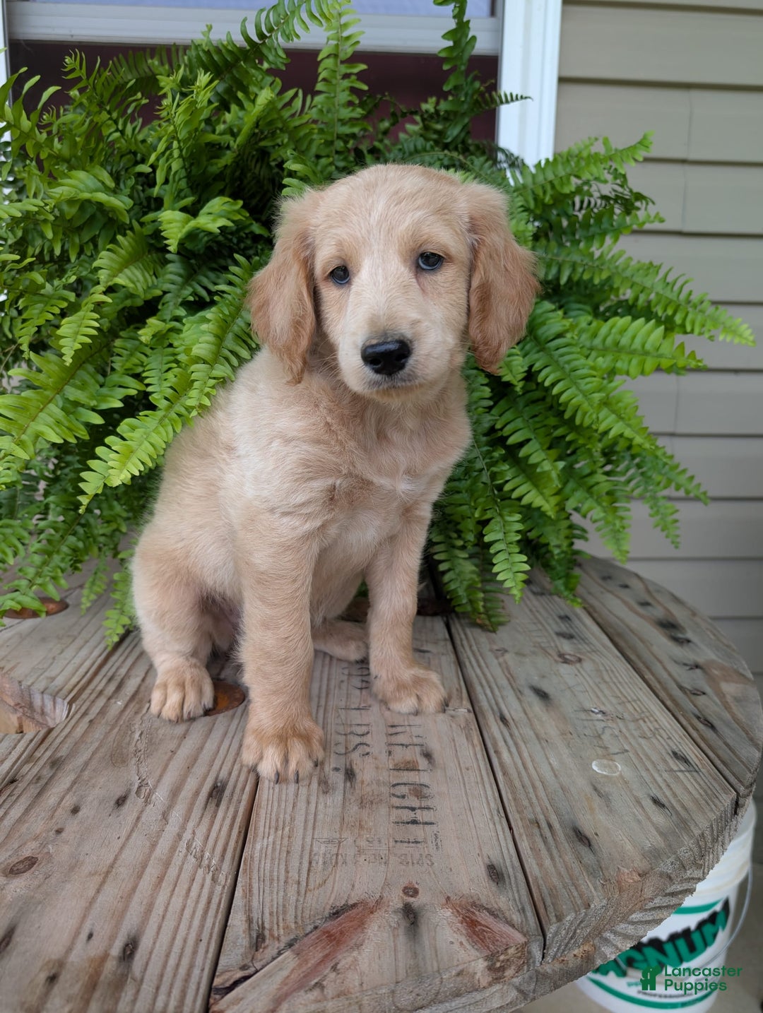 Goldendoodle dogs for sale: Bella - Image 8