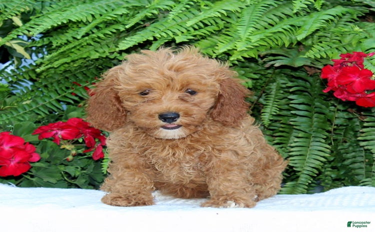 Cavapoo dogs for sale - Ad 5