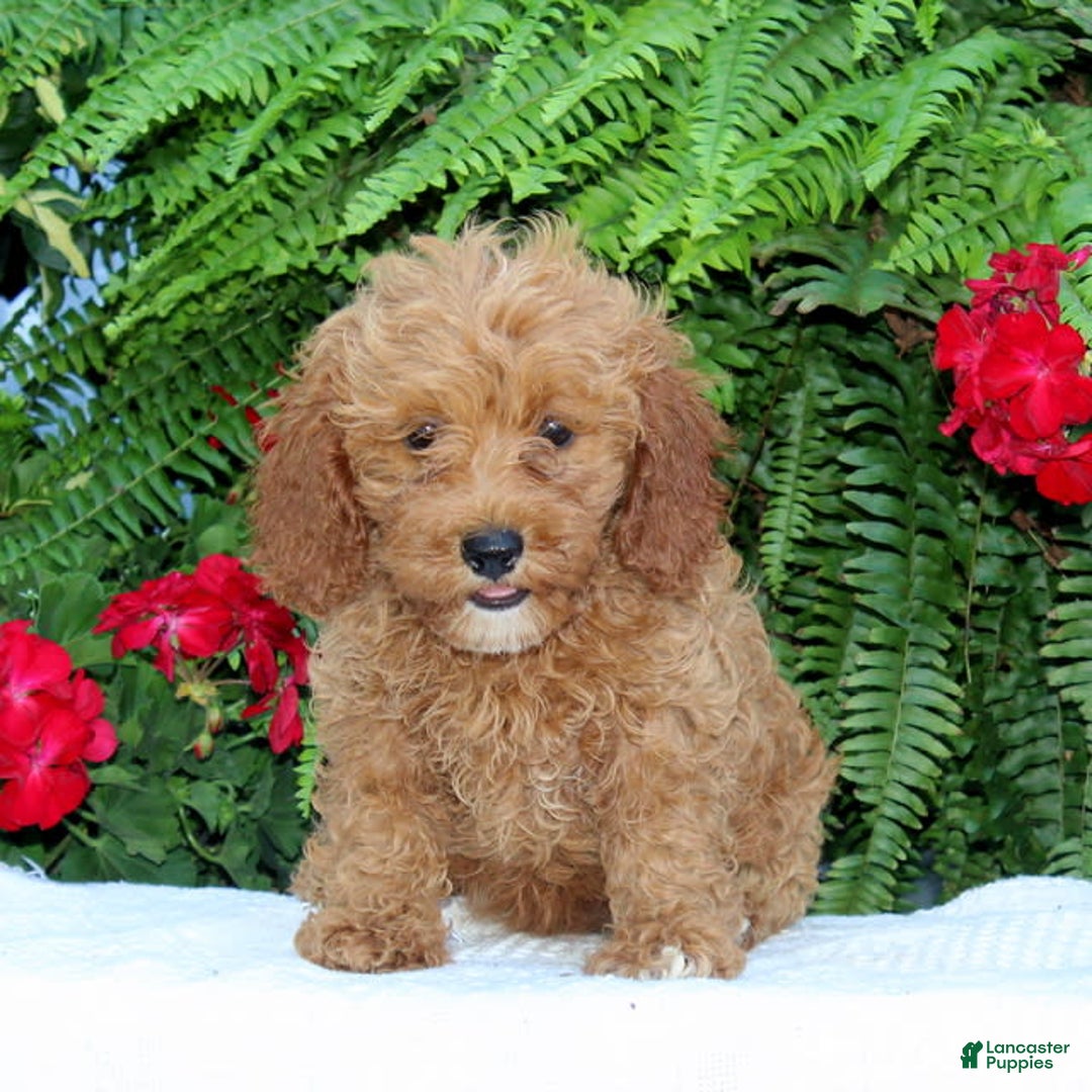 Cavapoo dogs for sale: Tessa - Image 1