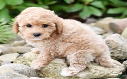 Toy Poodle dogs for sale: Tinkerbell - Image 8