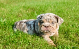 English Bulldog dogs for sale: Sadie - Image 1