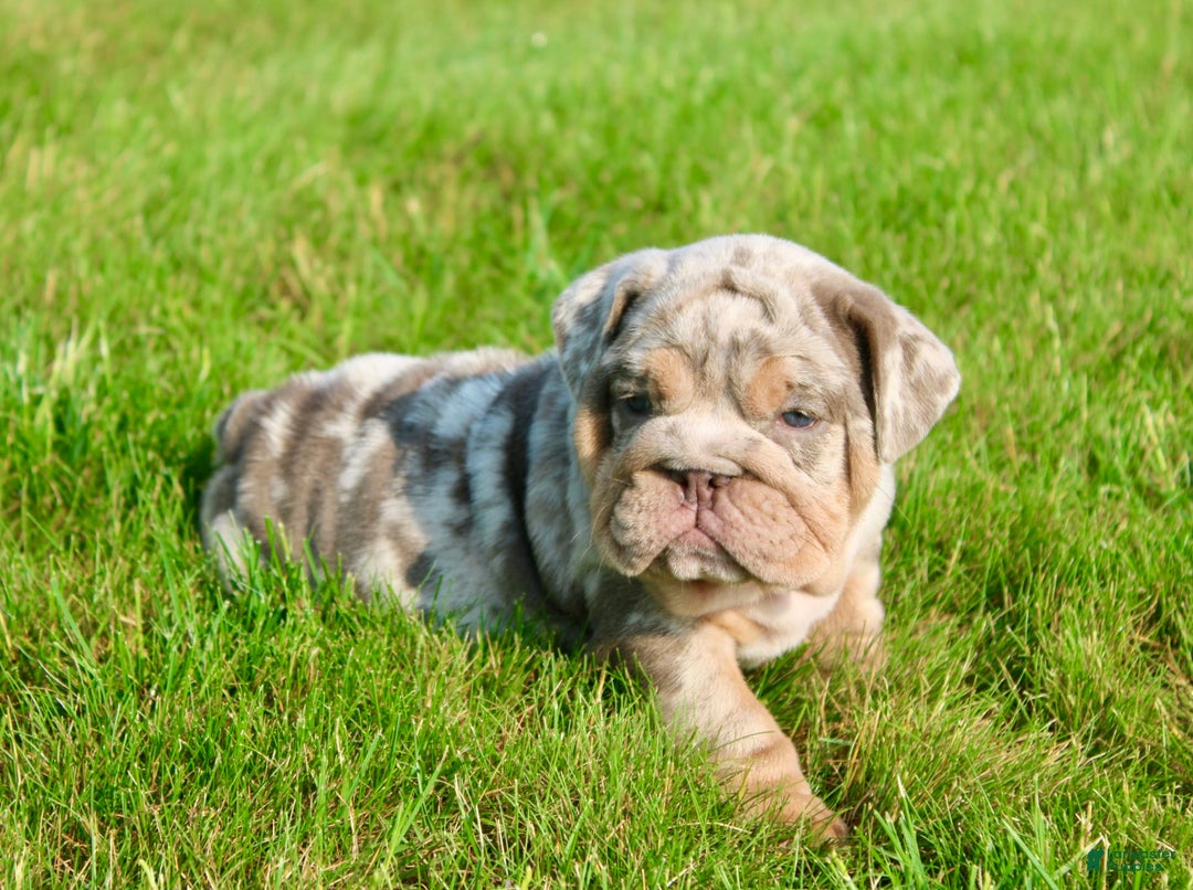 English Bulldog dogs for sale: Sadie - Image 1