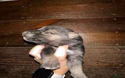 Gerberian Shepsky dogs for sale: Karma - Image 2