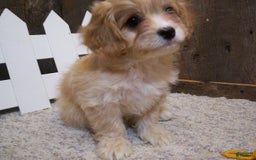 Cavachon dogs for sale: Piper - Image 17
