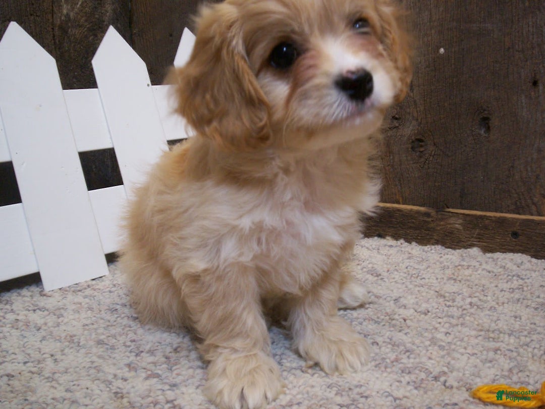 Cavachon dogs for sale: Piper - Image 17