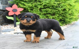 Rottweiler dogs for sale: Roman - Image 3