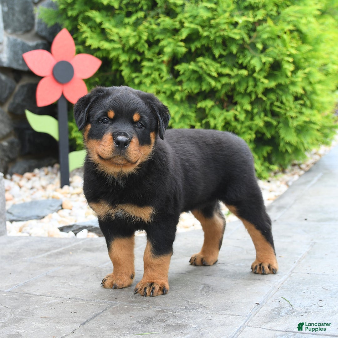 Rottweiler dogs for sale: Roman - Image 3