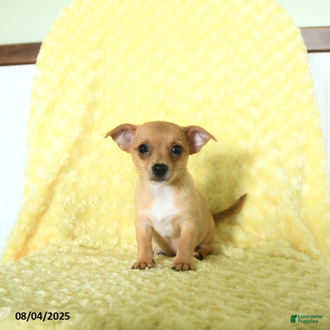 Chihuahua dogs for sale: Chihuahua 4 puppies - Image 2