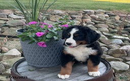 Bernese Mountain Dog dogs for sale: Bernese Mountain Dog 3 puppies - Image 10