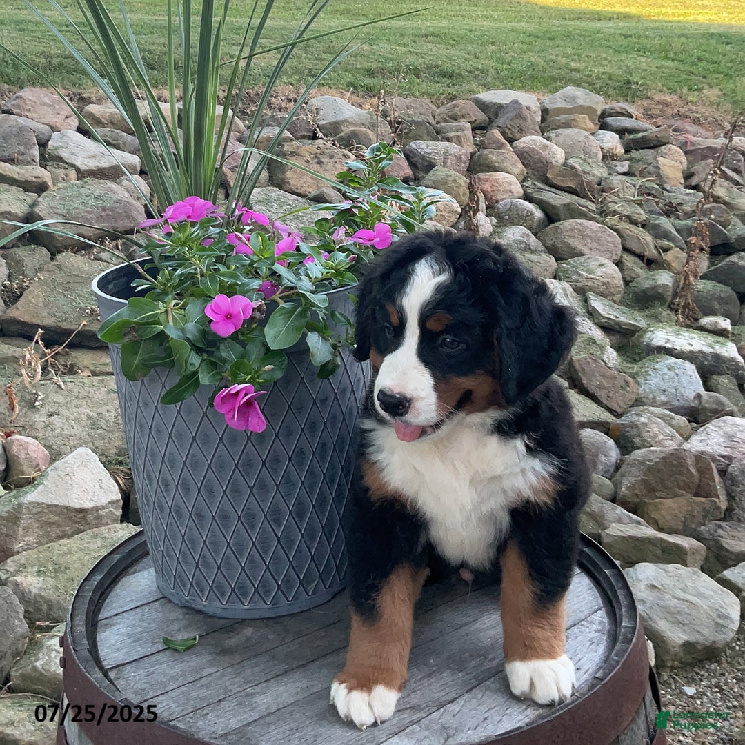 Bernese Mountain Dog dogs for sale: Bernese Mountain Dog 3 puppies - Image 10