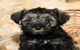 Miniature Schnauzer dogs for sale: Misty - Image 4