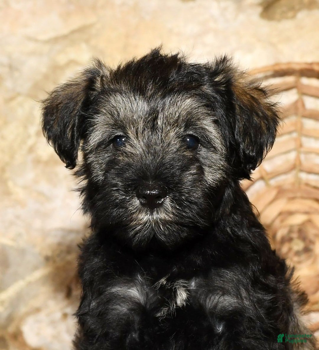 Miniature Schnauzer dogs for sale: Misty - Image 4