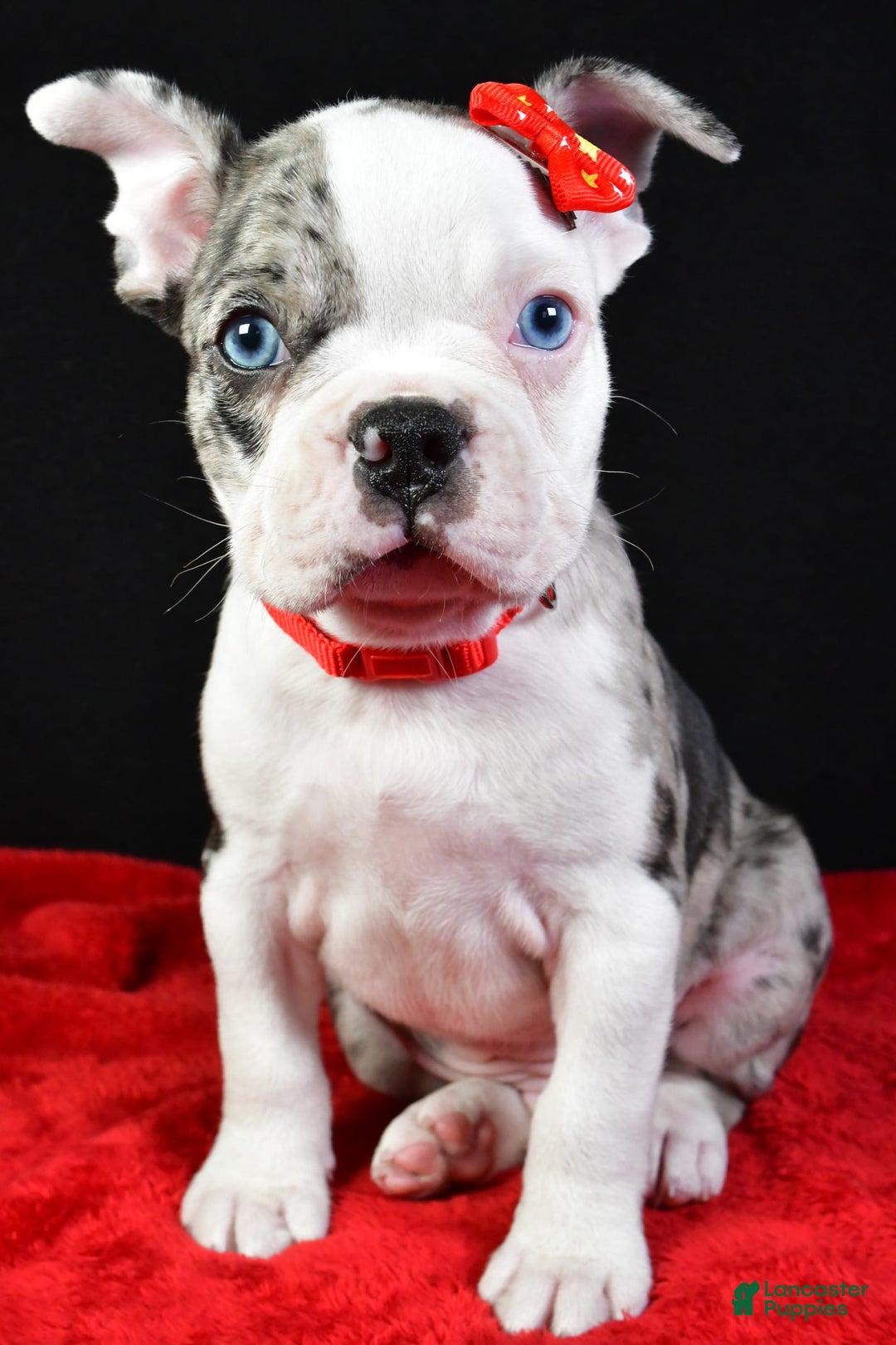 Frenchton dogs for sale: Flash - Image 6