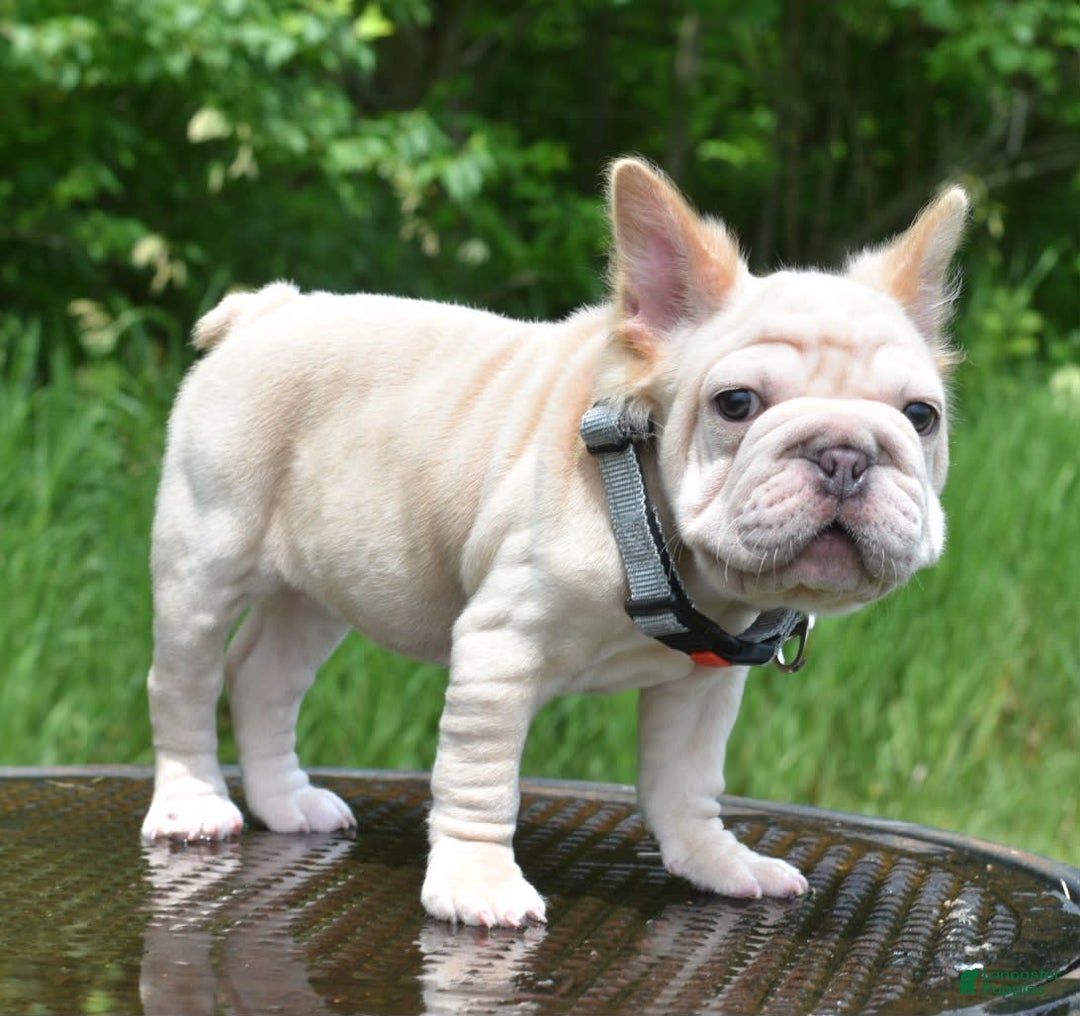 French Bulldog dogs for sale: Rayna Big Rope Velvet Fluffy - Image 55