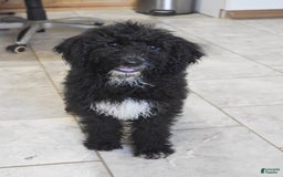 Goldendoodle dogs for sale: Paisley - Image 2