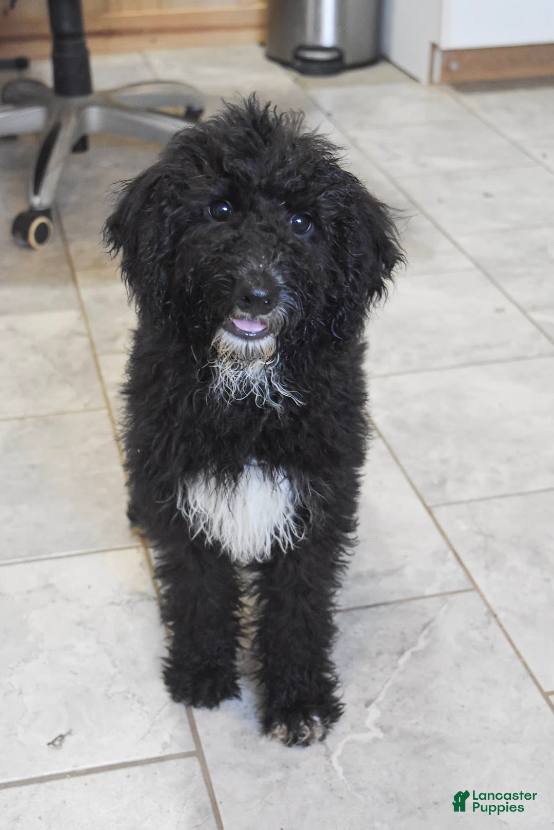 Goldendoodle dogs for sale: Paisley - Image 2