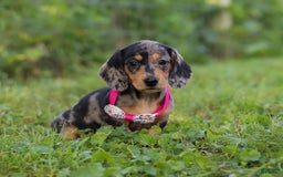 Miniature Dachshund dogs for sale: Sadie - Image 7