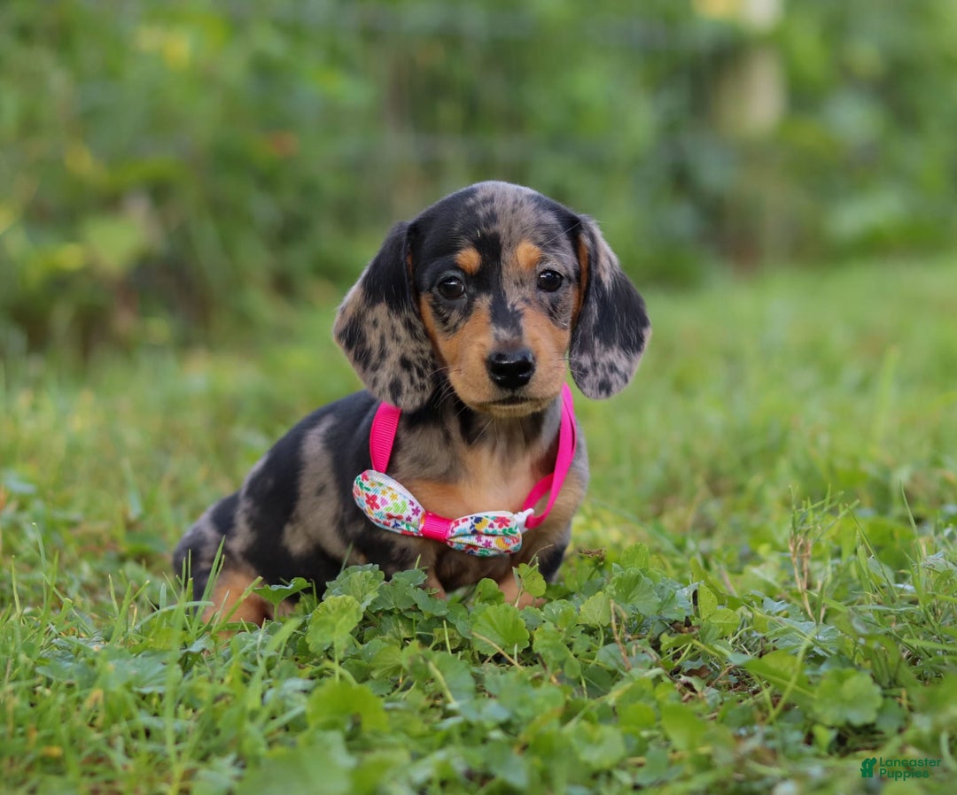 Miniature Dachshund dogs for sale: Sadie - Image 7
