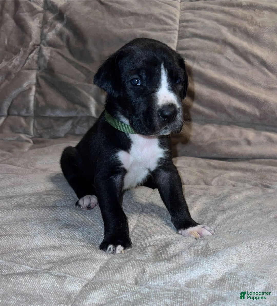 Great Dane dogs for sale: Black Male 1 - Image 2