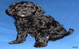 Yorkiepoo dogs for sale: Inky - Image 9